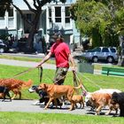 Dog Walker im Alamo Square Park (San Francisco)