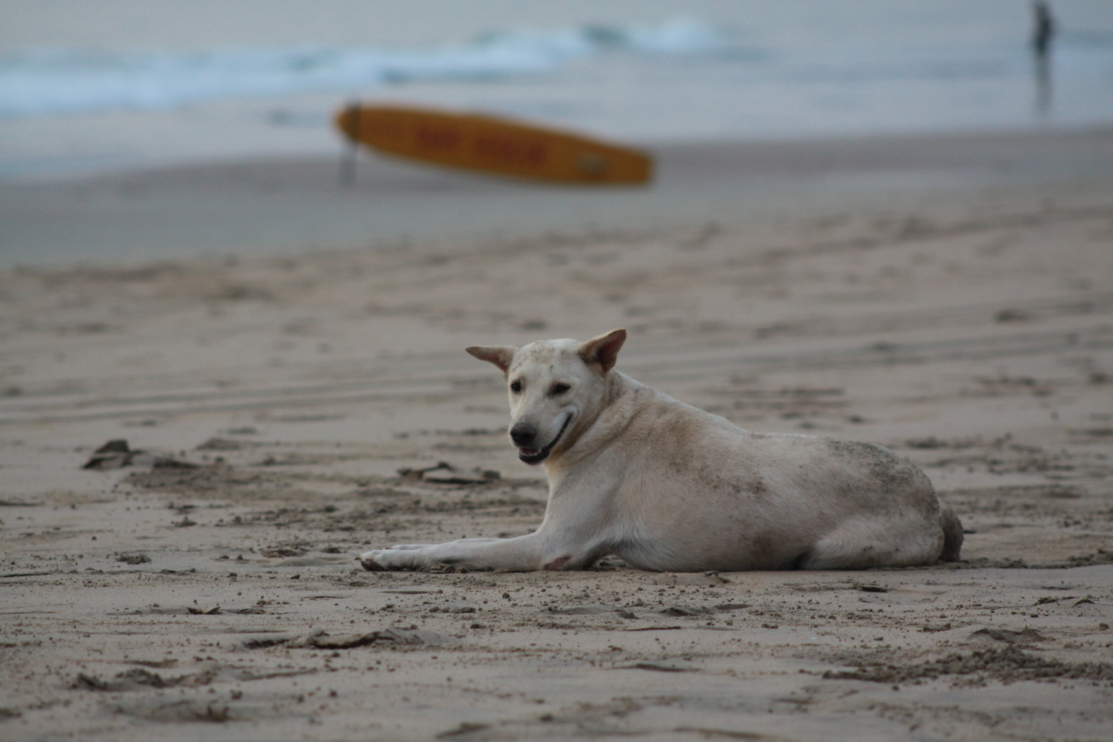 Dog-Watch-Bay