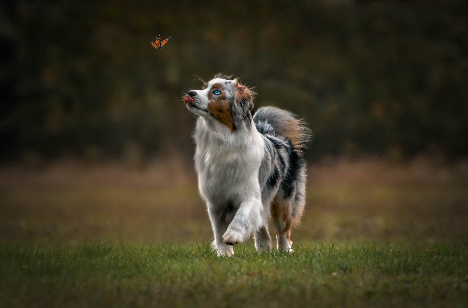 dog with butterfly