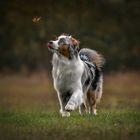 dog with butterfly