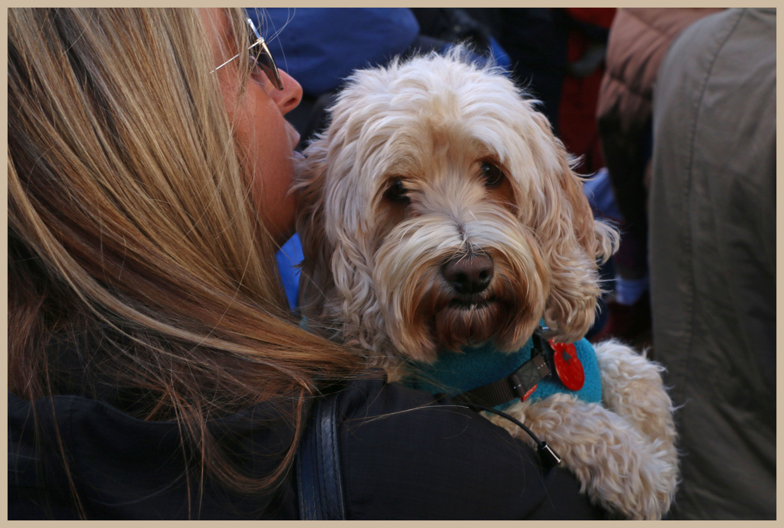 dog with poppy