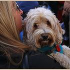 dog with poppy