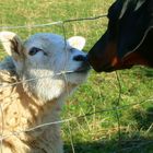 dog with sheep friend