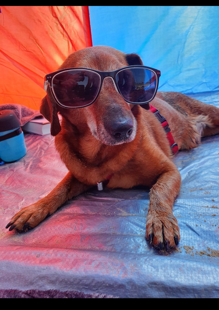 Dog with sunglasses in greece