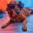 Dog with sunglasses in greece