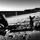 Dog - Woman - Beach