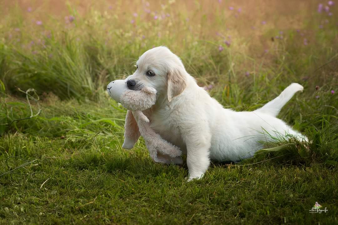 dog yoga