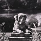 dog_blackwhite_01