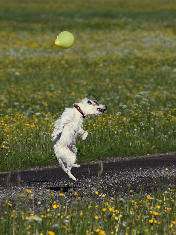 DogDancing