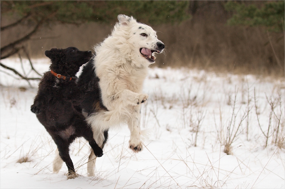 dogdancing