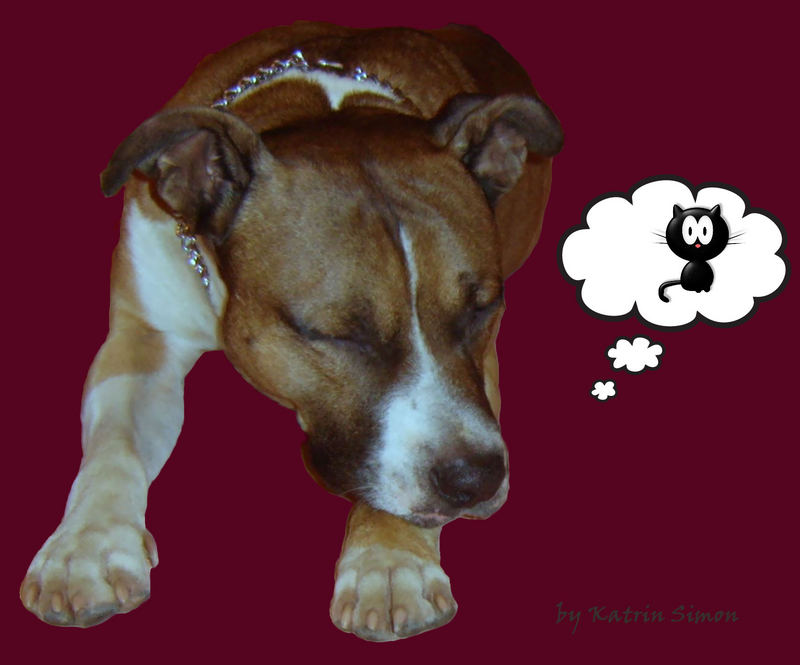 ...Dogdreams...