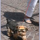 Dogfashion 2005