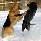 Dogfight