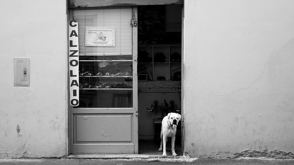 Dog_Firenze