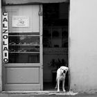 Dog_Firenze