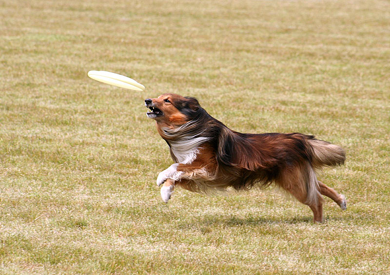 Dogfrisbee