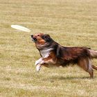 Dogfrisbee