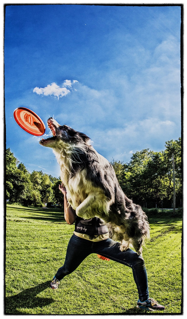 Dogfrisbee