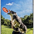 Dogfrisbee