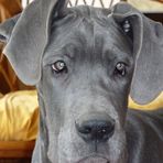 Dogge Blue mit 5 Monaten