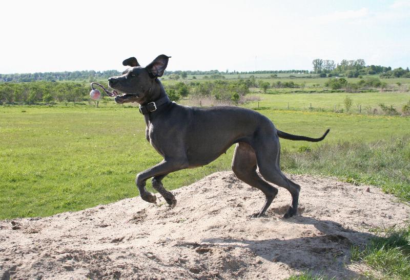 Dogge oder Känguru?