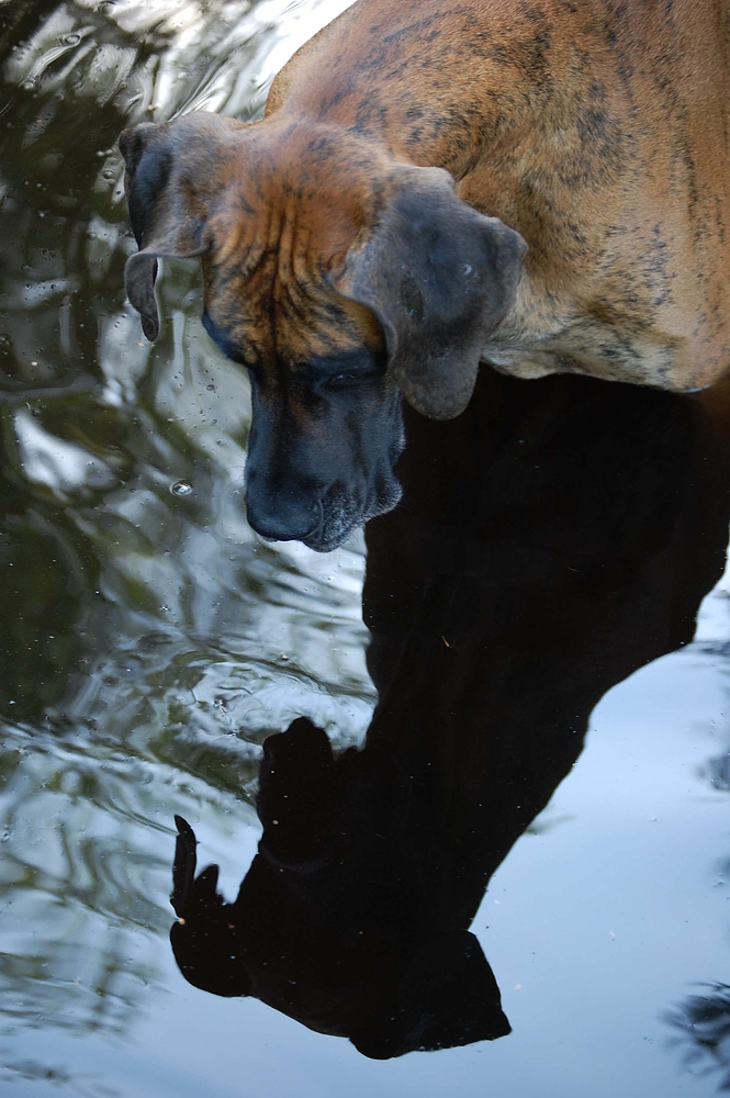 Dogge und ihr Spiegelbild