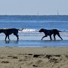 Doggen am Sønderstarnd