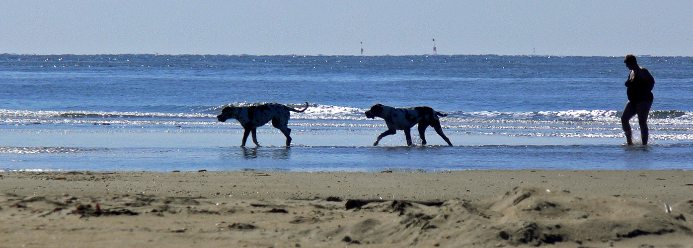 Doggen am Sønderstarnd