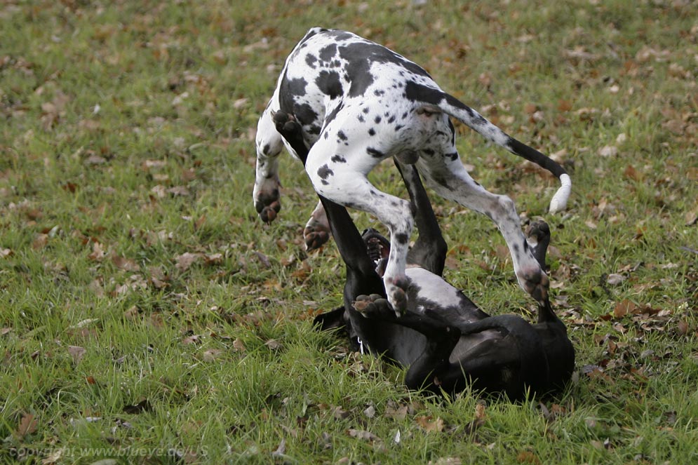 Doggen Judo