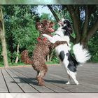 doggie dancing