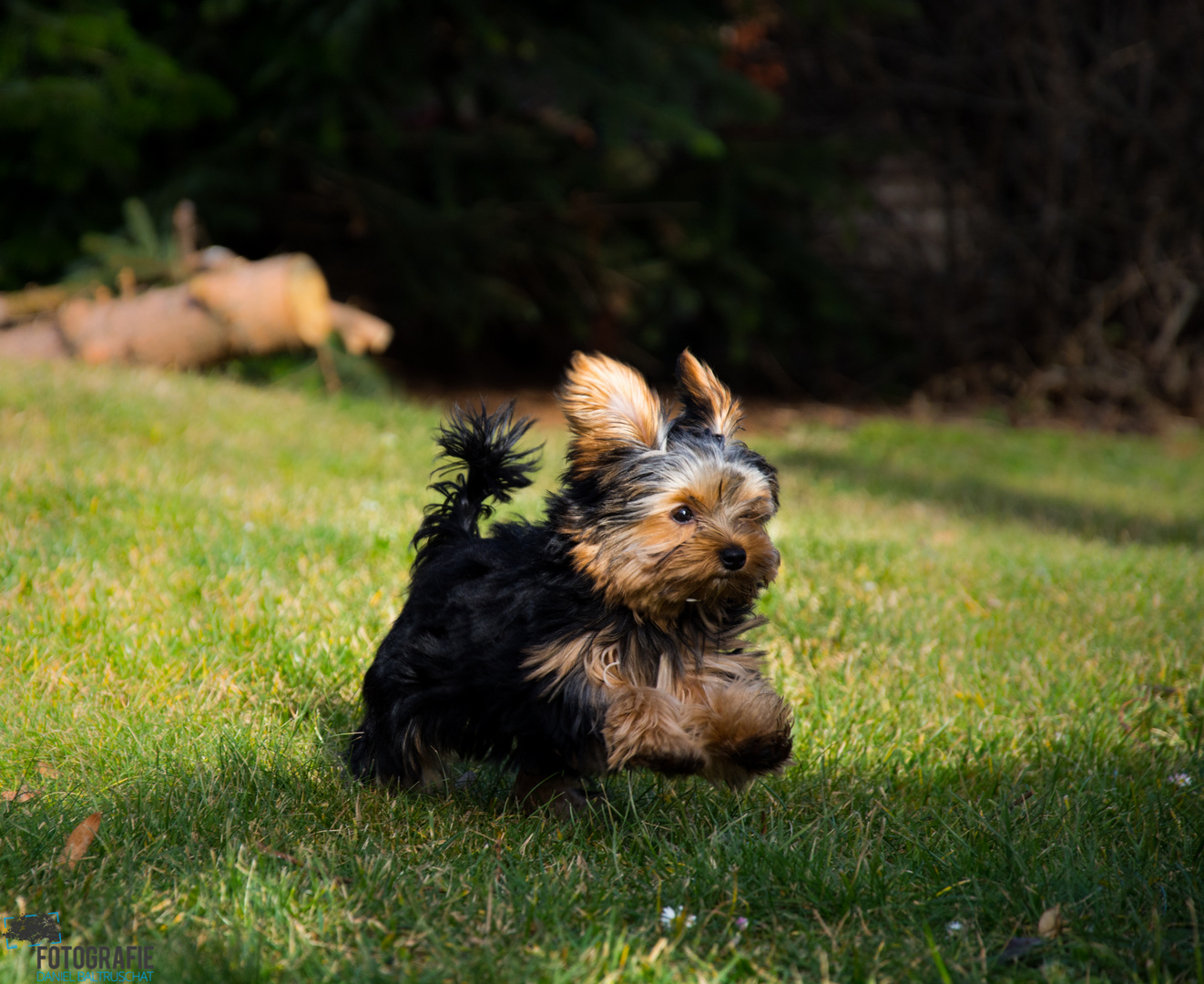 Doggy Jump