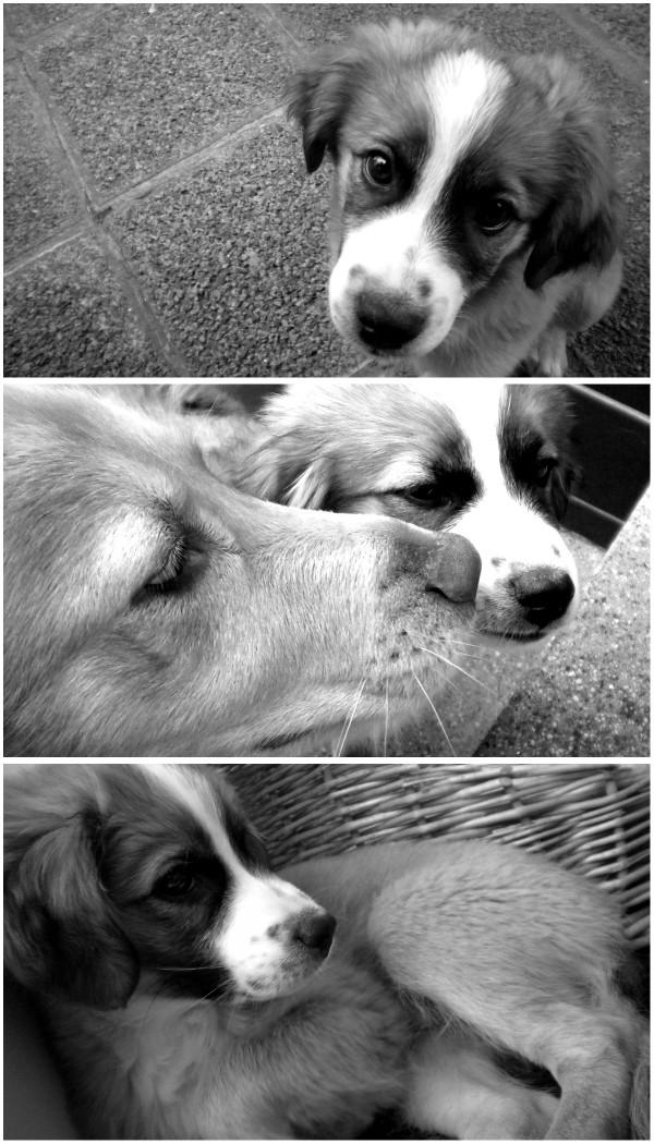 doggy love