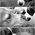 doggy love