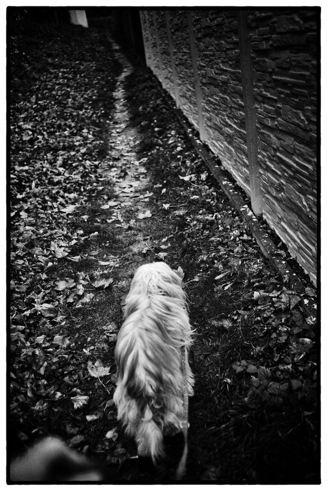 Doggy Walk #2