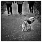 Doggy Walk #5