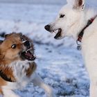 Doggydent - damit er auch morgen noch kraftvoll zubeißen kann ... ;-)