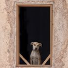 DOG....IN FRAME.....