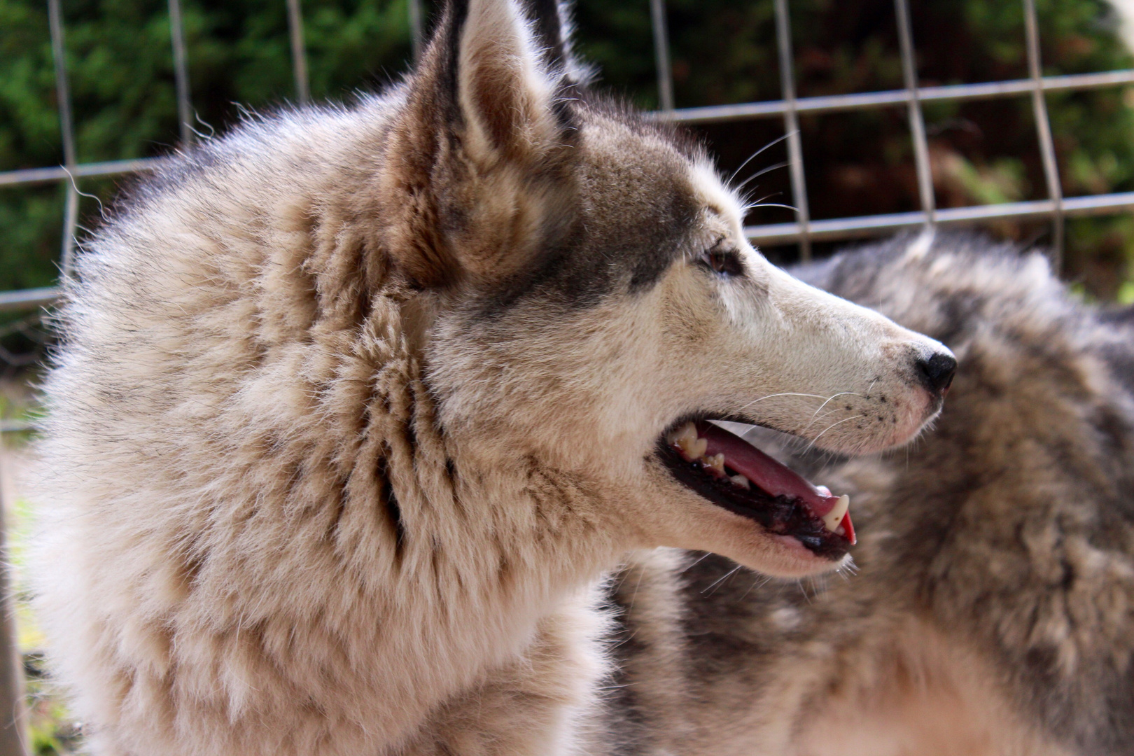 Dog.in.a.wolf's.clothing.