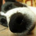 Dognose