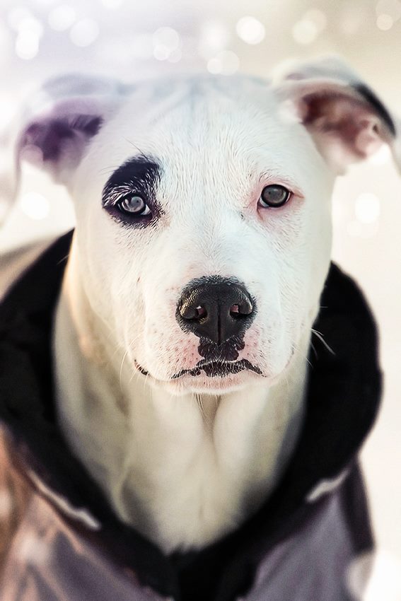 Dogo Argentino Junghund