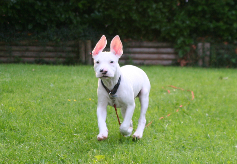 Dogo Argentino-Kaninchen-Mix ;-))