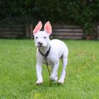 Dogo Argentino-Kaninchen-Mix ;-))