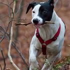 Dogo Argentino Mix