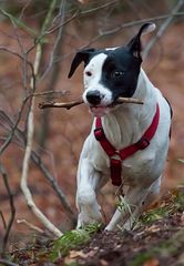 Dogo Argentino Mix