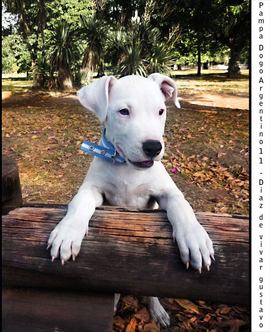 Dogo argentino pampa 11 - Diaz de vivar gustavo