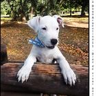 Dogo argentino pampa 11 - Diaz de vivar gustavo