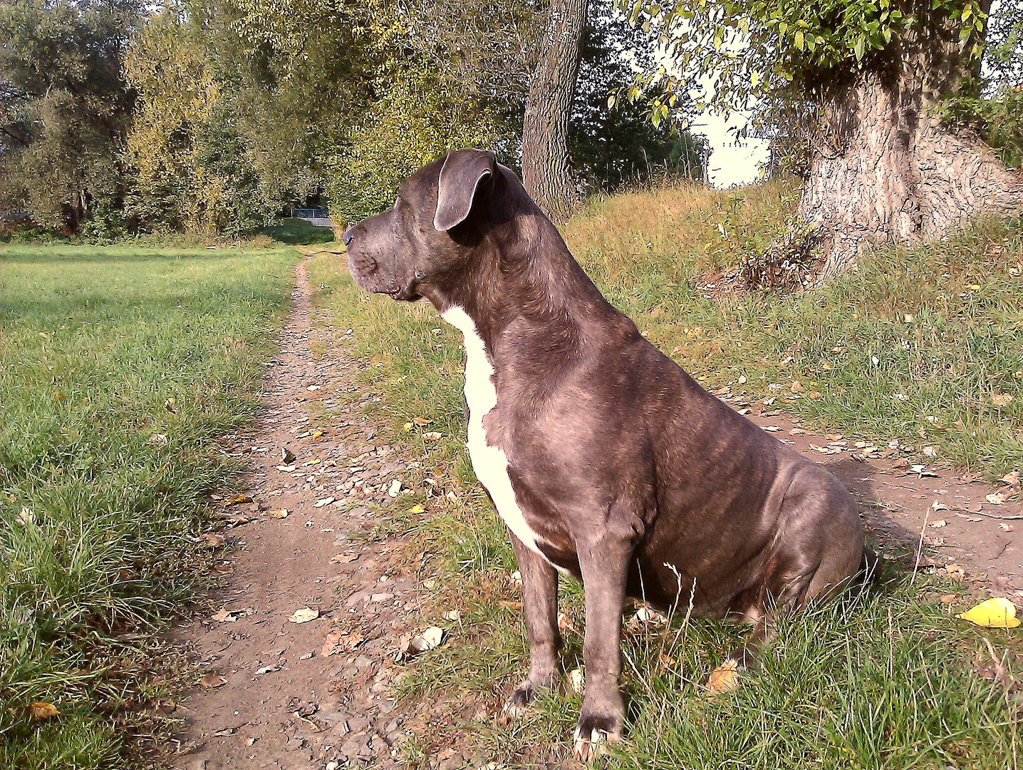 Dogo Canario