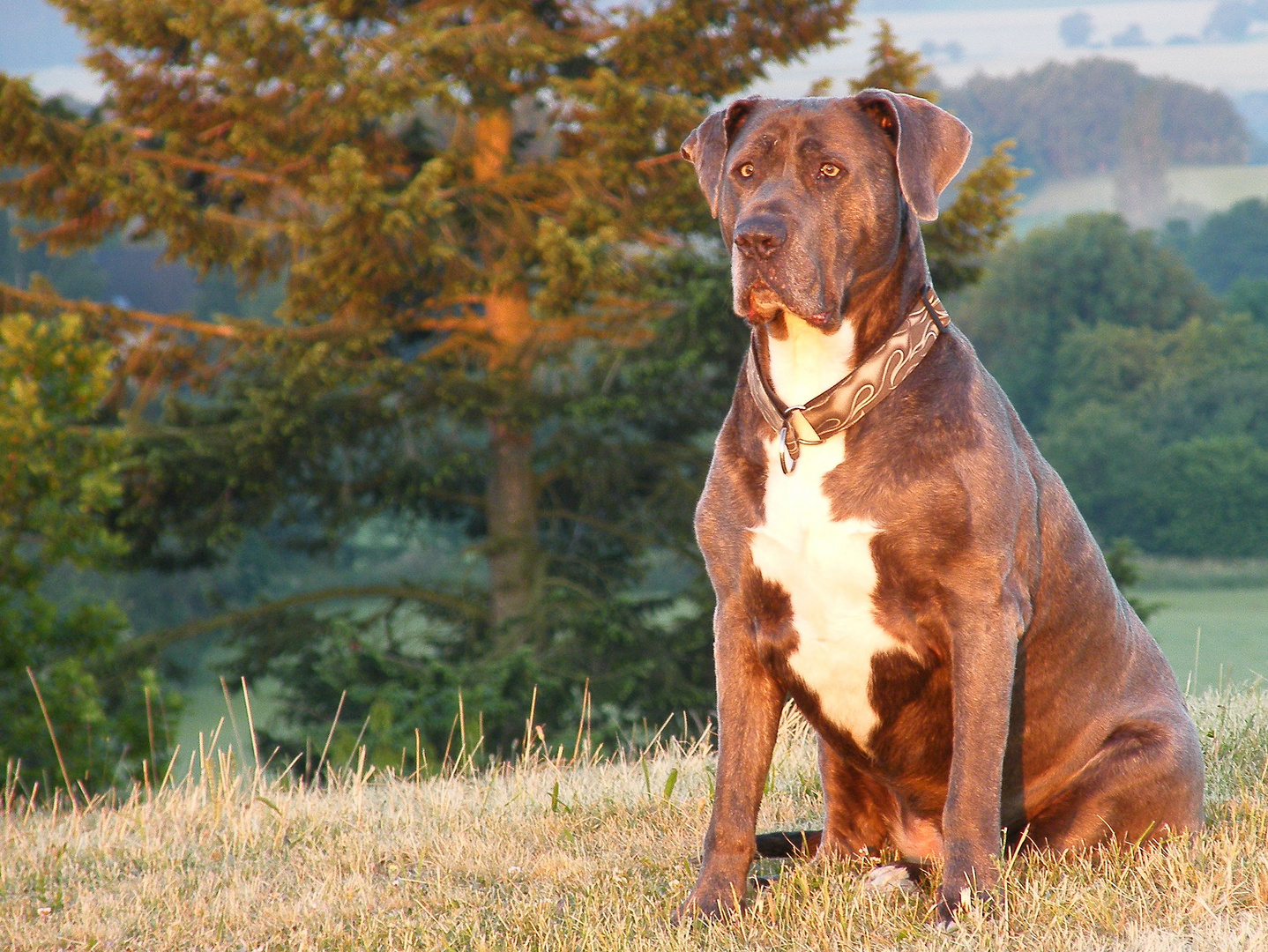 Dogo Canario 2