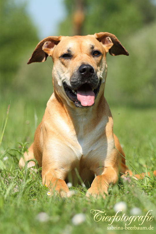 Dogo Canario Foto & Bild tiere, haustiere, hunde Bilder auf