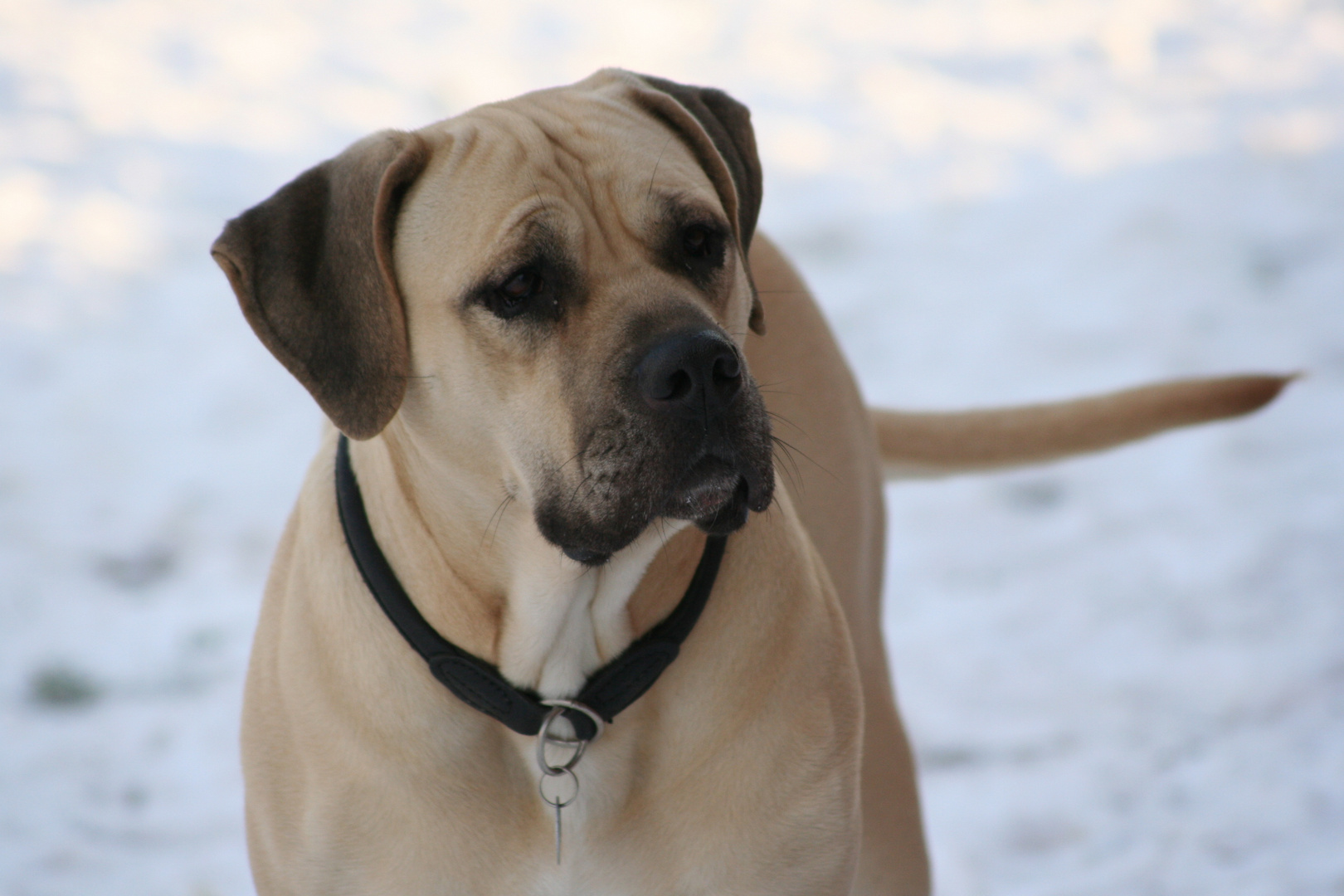 Dogo Canario im Schnee